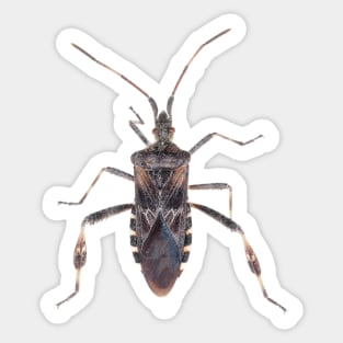 Western conifer seed bug Sticker